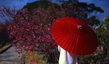 /vidasocial/los-cerezos-japoneses-florecen-nuevamente-en-otono-debido-a-los-tifones/82923.html